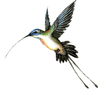 ICLC IT� Humming Bird